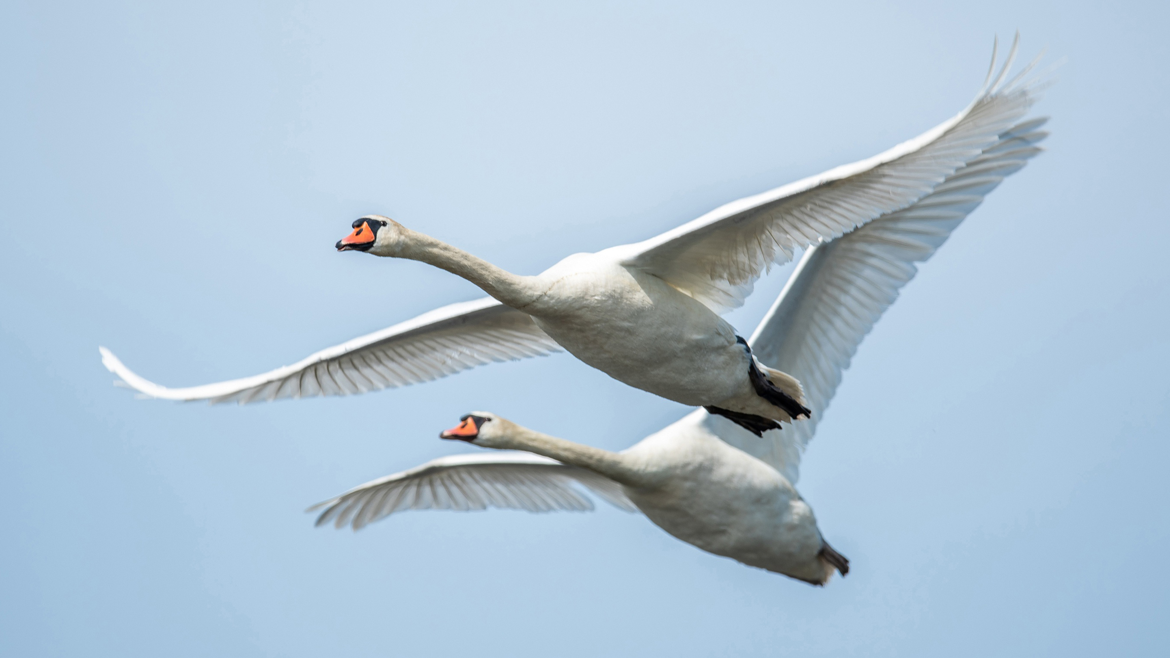 Wallpapers Mix №847 010